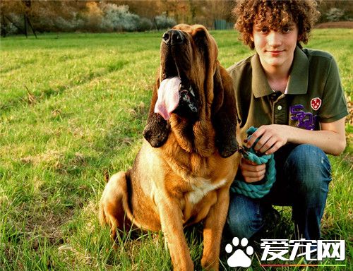 哪裡可以買到尋血獵犬 到正規寵物店進行選擇