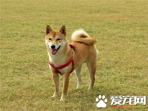 哪裡可以買到柴犬 可以選擇專業犬捨