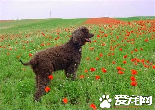 哪裡可以買愛爾蘭水獵犬 寵物店可以購買