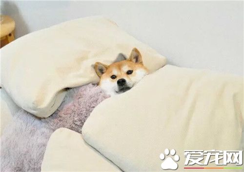 哪裡可以買到柴犬 可以選擇專業犬捨