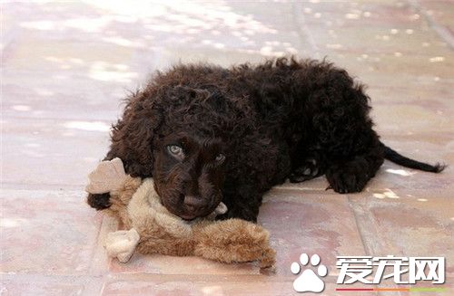 哪裡可以買愛爾蘭水獵犬 寵物店可以購買