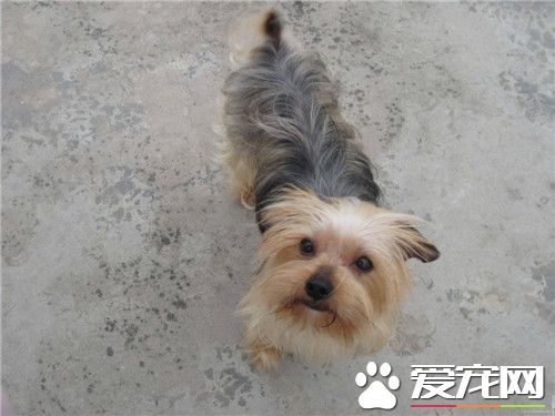 迷你約克夏賽級多少錢一只 價格在10000元以上