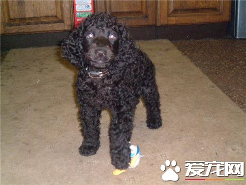 哪裡可以買愛爾蘭水獵犬 寵物店可以購買