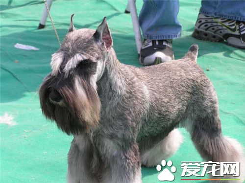 迷你雪納瑞怎麼挑選 要選身體結實而健壯