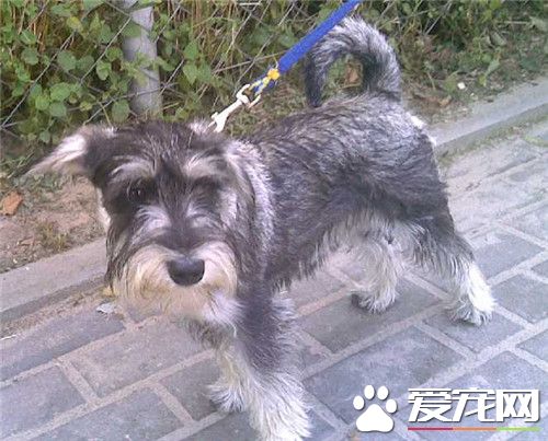 迷你雪納瑞怎麼挑選 要選身體結實而健壯