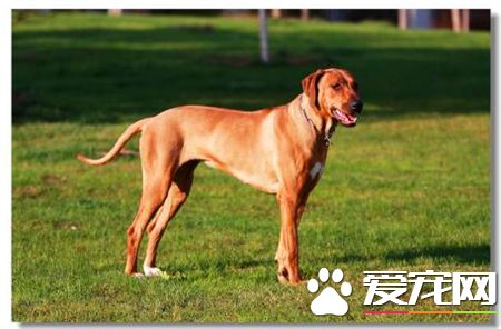 羅得西亞脊背犬那裡有賣的 寵物商店可以買到