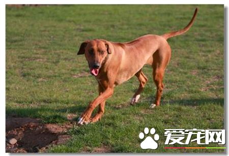 羅得西亞脊背犬那裡有賣的 寵物商店可以買到