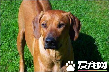 羅得西亞脊背犬那裡有賣的 寵物商店可以買到