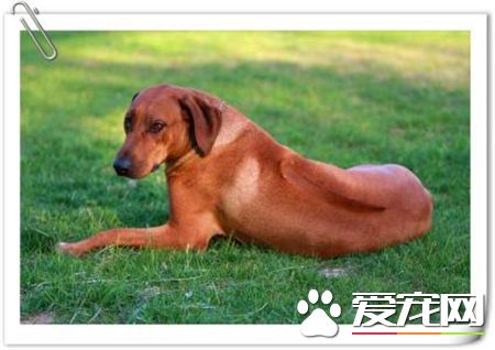 羅得西亞脊背犬價格 價格大約為1000到3000元