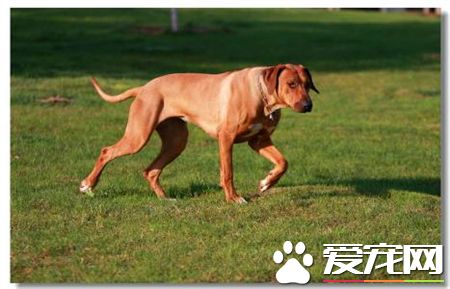 羅得西亞脊背犬價格 價格大約為1000到3000元