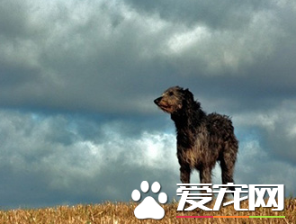 蘇格蘭獵鹿犬哪有賣 很多市面上都有賣