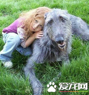 蘇格蘭獵鹿犬哪有賣 很多市面上都有賣
