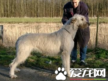 蘇格蘭獵鹿犬價格 一般價格在1000到6000元