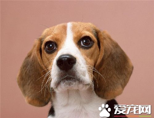 比格犬寵物級多少錢 價格一般在2000元左右