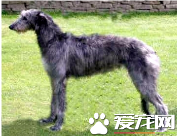 蘇格蘭獵鹿犬價格 一般價格在1000到6000元
