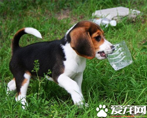 比格犬寵物級多少錢 價格一般在2000元左右