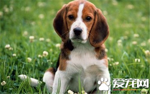 比格犬寵物級多少錢 價格一般在2000元左右