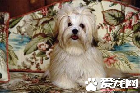 拉薩犬價格 拉薩犬價格在1000到3000元不等