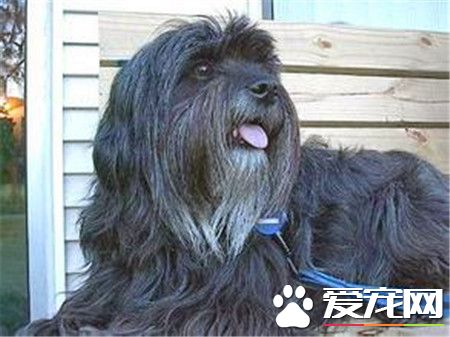 拉薩犬價格 拉薩犬價格在1000到3000元不等