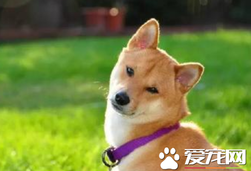 秋田犬幼犬價格 品質好的價格基本兩萬左右