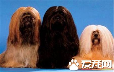 拉薩犬價格 拉薩犬價格在1000到3000元不等