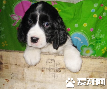 如何挑選史賓格犬 史賓格犬的特征有哪些