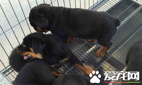 如何挑選羅威納犬幼犬 羅威納犬幼犬的簡介