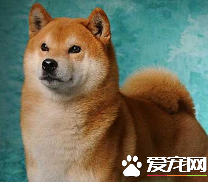 日本柴犬多少錢 價格在1000至10000元之間