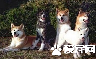 美國秋田犬價格 價格在1000至8000元之間
