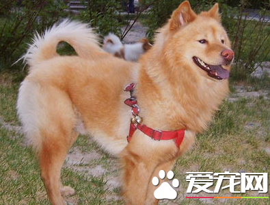 美國秋田犬價格 價格在1000至8000元之間