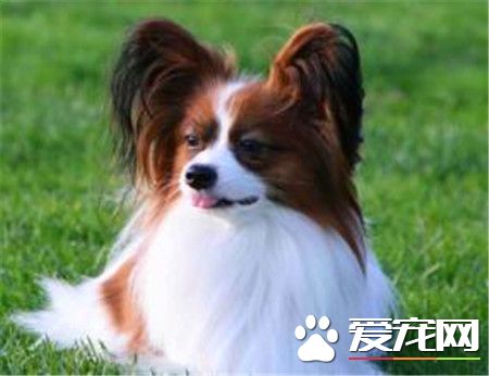 蝴蝶犬怎麼挑選 蝴蝶犬挑選技巧有哪些