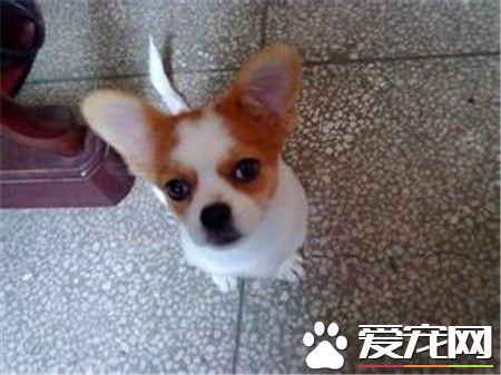 蝴蝶犬怎麼挑選 蝴蝶犬挑選技巧有哪些