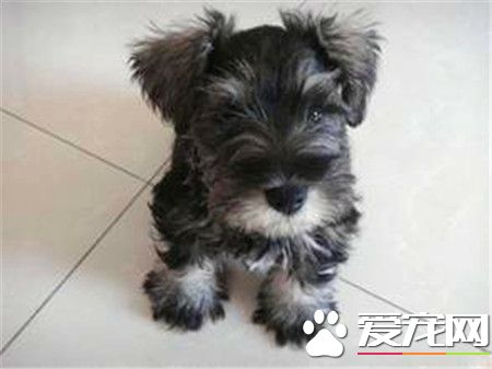 純黑迷你雪納瑞漂亮嗎 標准與迷你之間的差別