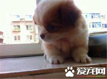 蝴蝶犬怎麼挑選 蝴蝶犬挑選技巧有哪些