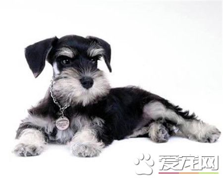 純黑迷你雪納瑞漂亮嗎 標准與迷你之間的差別