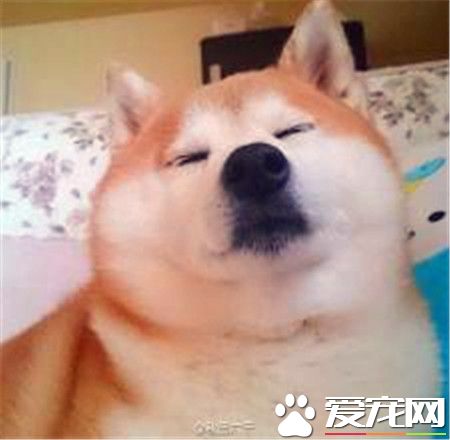 柴犬價格優缺點 關於柴犬的性格介紹