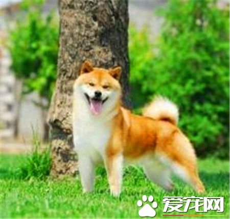 柴犬價格優缺點 關於柴犬的性格介紹