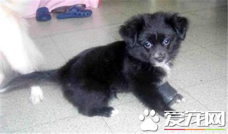 蝴蝶犬幼犬價格 價格一般在1500到2500元左右