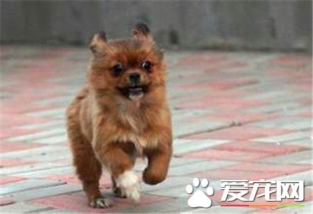 蝴蝶犬幼犬價格 價格一般在1500到2500元左右