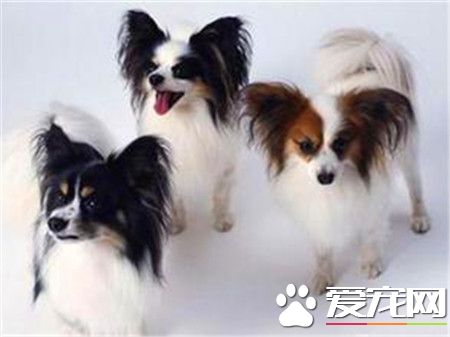 蝴蝶犬幼犬價格 價格一般在1500到2500元左右