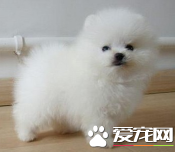 迷你博美犬價格 寵物級的博美在1000到2000元