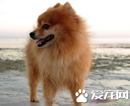 迷你博美犬價格 寵物級的博美在1000到2000元