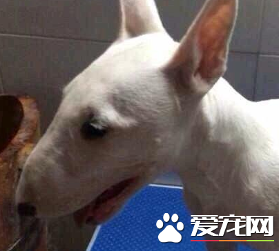 迷你牛頭梗的價格 不同地區價格差異很大