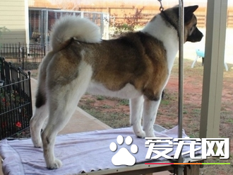 美系秋田犬價格 美系秋田犬多少錢一只