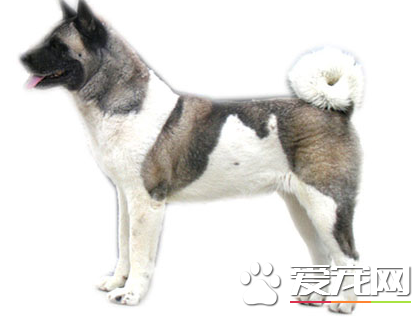美系秋田犬價格 美系秋田犬多少錢一只