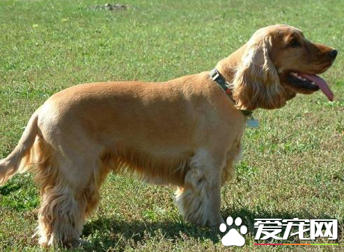 美國可卡犬多少錢 價格多在800到2000元之間