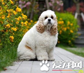 美國可卡犬多少錢 價格多在800到2000元之間