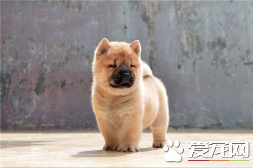 短毛松獅犬價格 購買松獅的注意事項