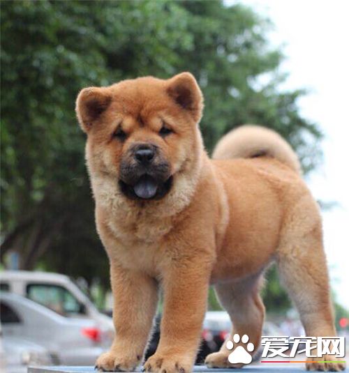 短毛松獅犬價格 購買松獅的注意事項