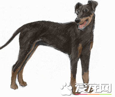 曼徹斯特梗犬哪裡有賣 可以通過網上來購買